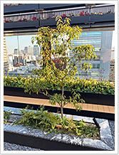 屋上庭園植栽